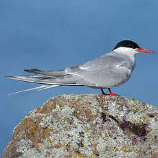 Arctic Tern