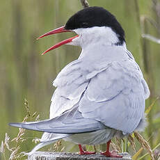 Arctic Tern