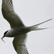 Arctic Tern