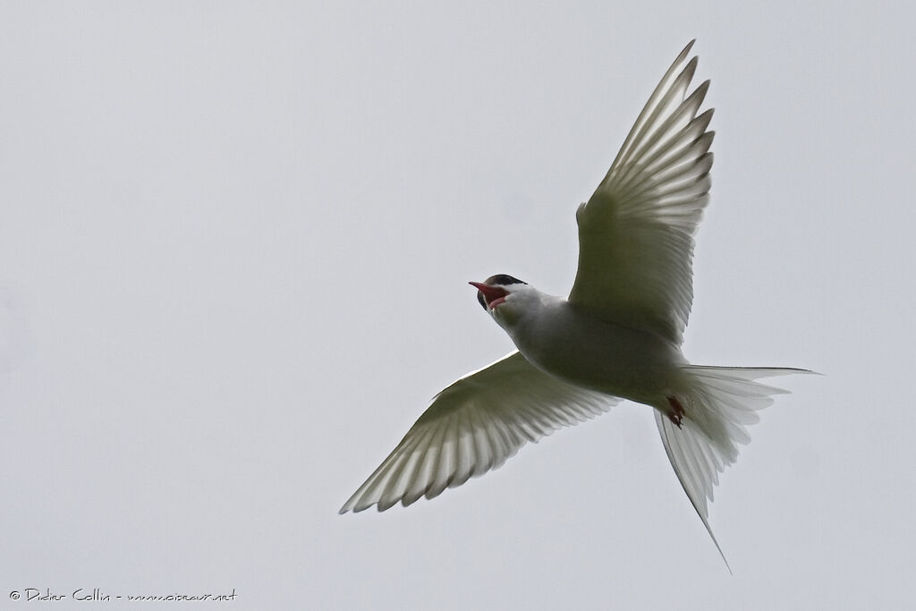 Sterne arctiqueadulte, identification, Comportement