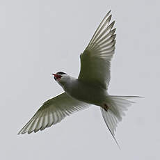 Arctic Tern