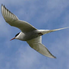 Arctic Tern