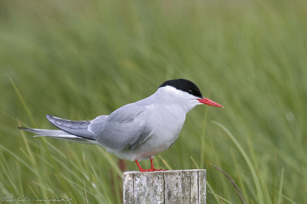 Arctic Ternadult breeding, identification