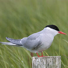 Arctic Tern