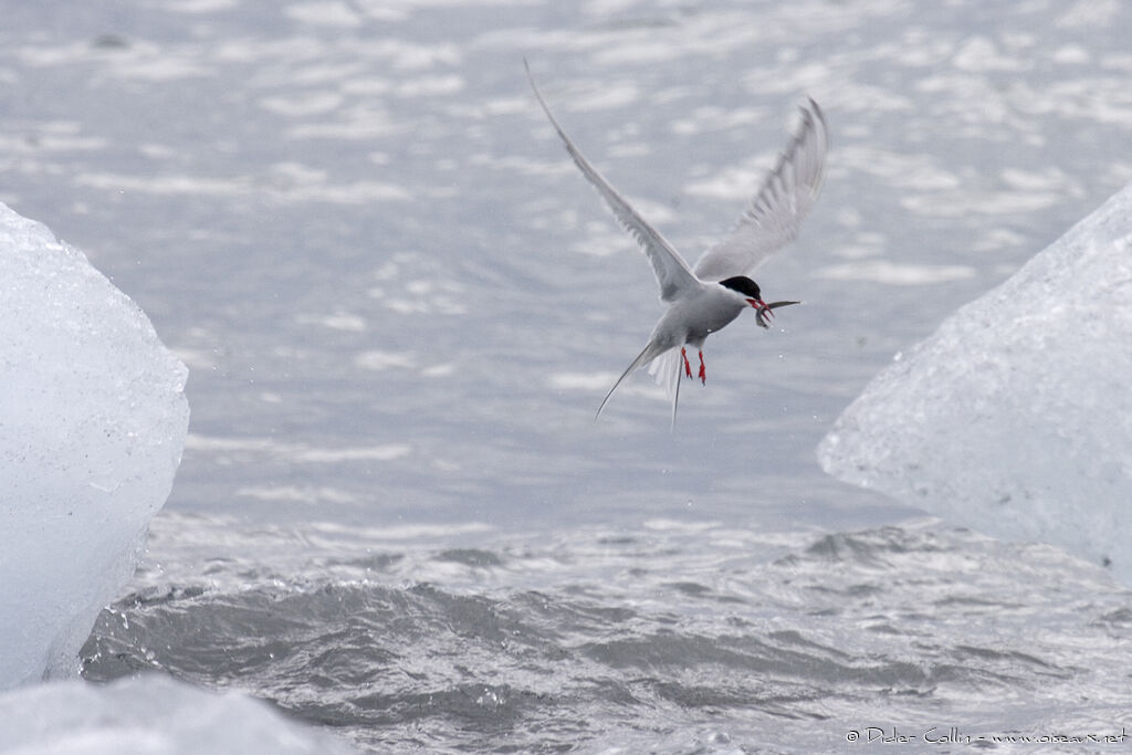 Sterne arctique, identification