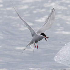 Arctic Tern