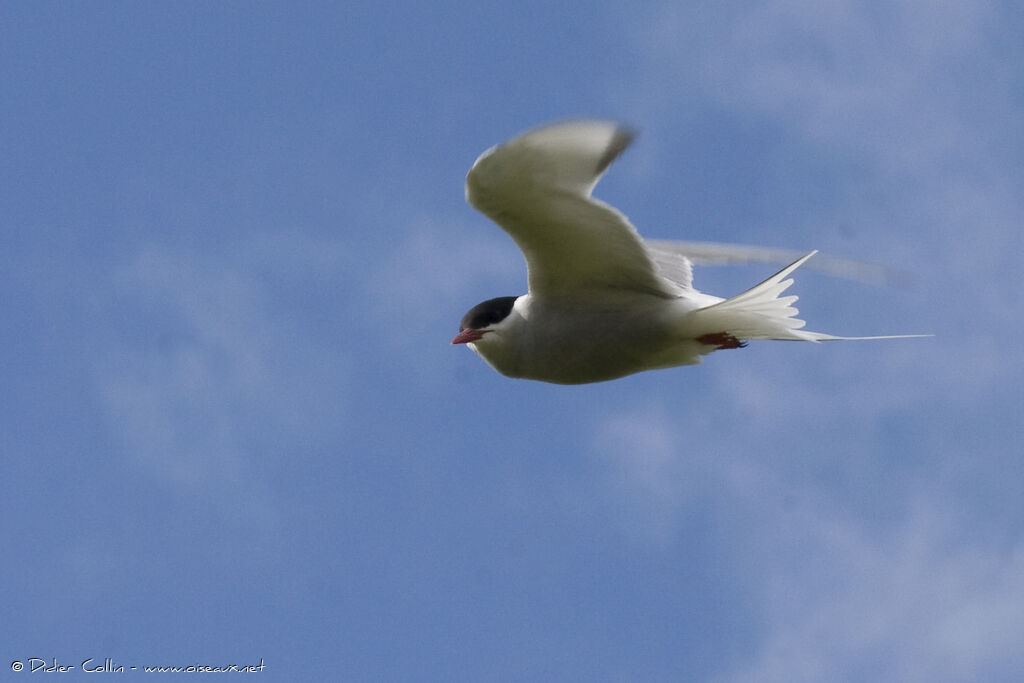 Arctic Tern