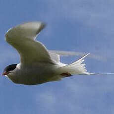 Arctic Tern