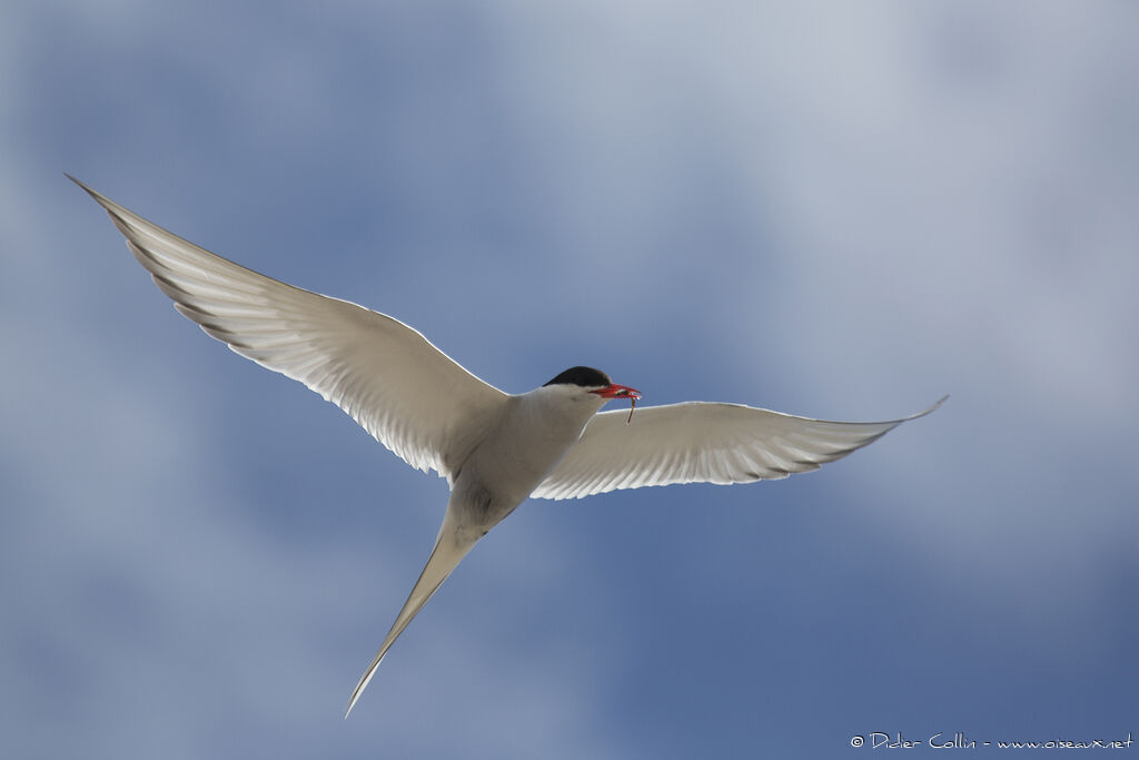 Arctic Ternadult breeding, identification, Flight, feeding habits