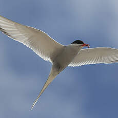 Arctic Tern