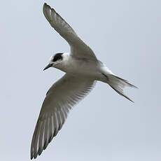 Arctic Tern