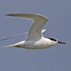 Sandwich Tern