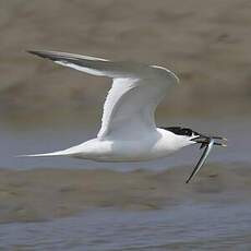 Sandwich Tern