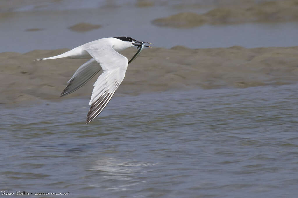 Sandwich Ternadult, Flight, feeding habits