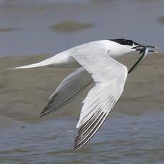 Sandwich Tern