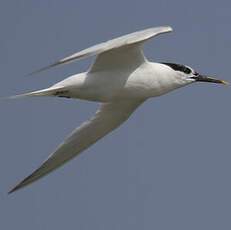 Sandwich Tern