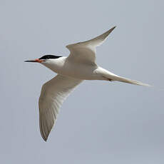 Roseate Tern