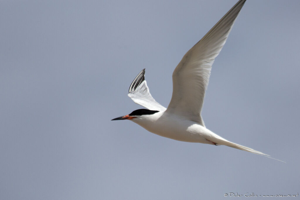 Roseate Ternadult, Flight