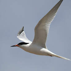 Roseate Tern