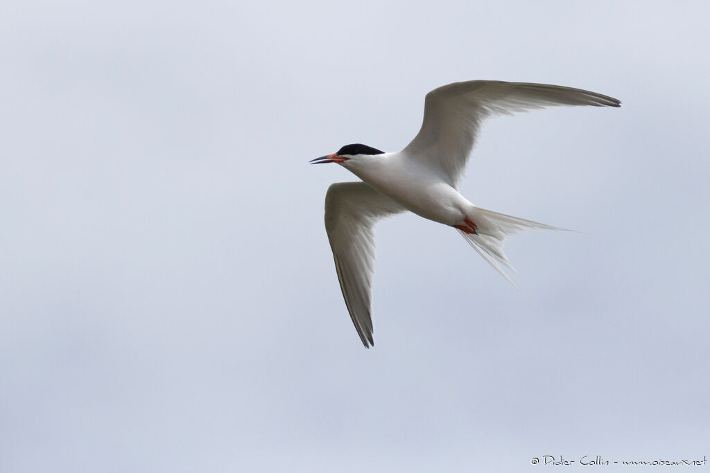 Roseate Ternadult, Flight