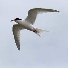 Roseate Tern