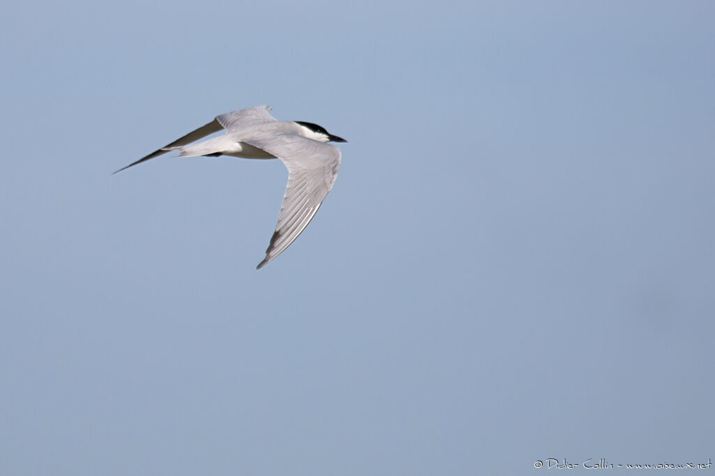 Gull-billed Ternadult breeding, Flight