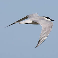 Gull-billed Tern