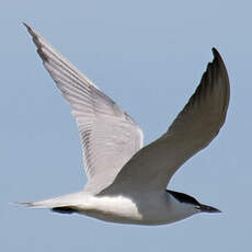 Gull-billed Tern