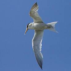 Little Tern