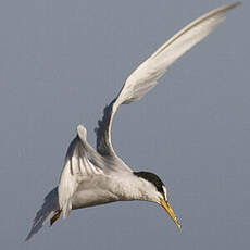 Little Tern