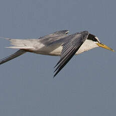 Little Tern