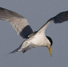 Little Tern