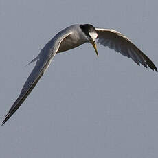 Little Tern