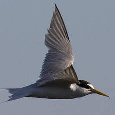 Little Tern