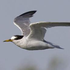 Little Tern