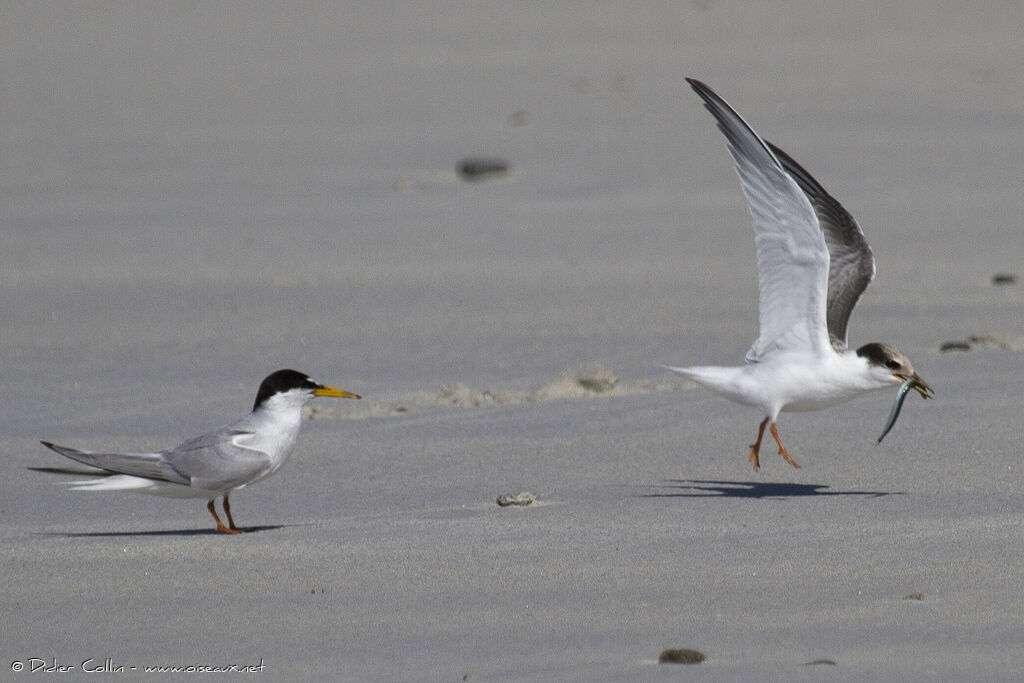 Little Tern, feeding habits, Behaviour