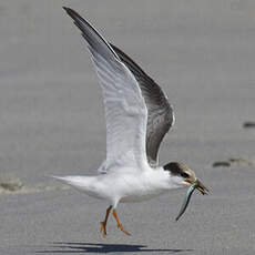 Little Tern