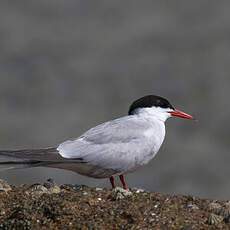 Common Tern