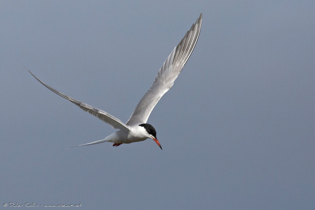 Common Ternadult, Flight