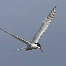 Common Tern