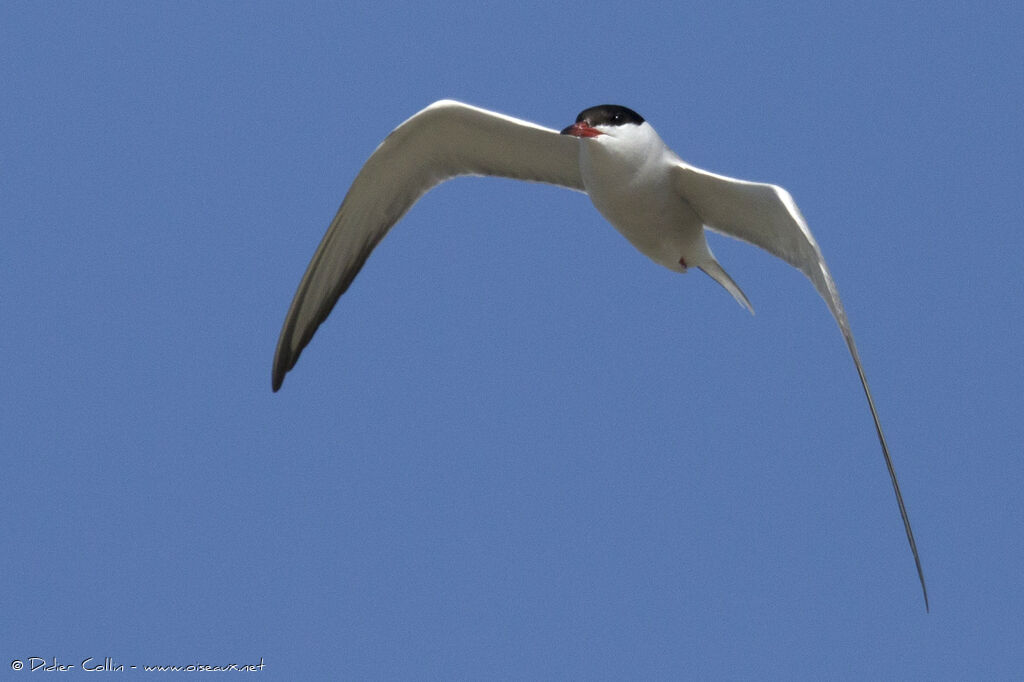 Common Tern, Flight