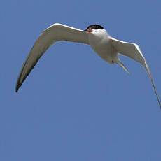 Common Tern