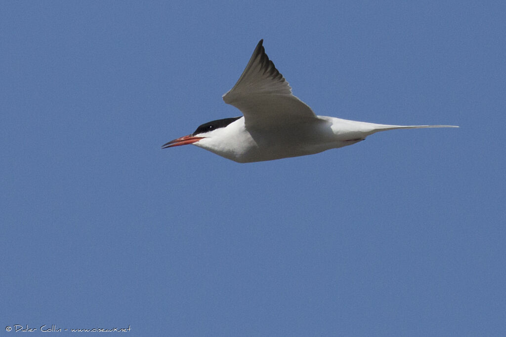 Common Ternadult, Flight