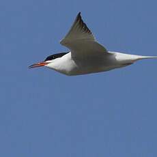 Common Tern