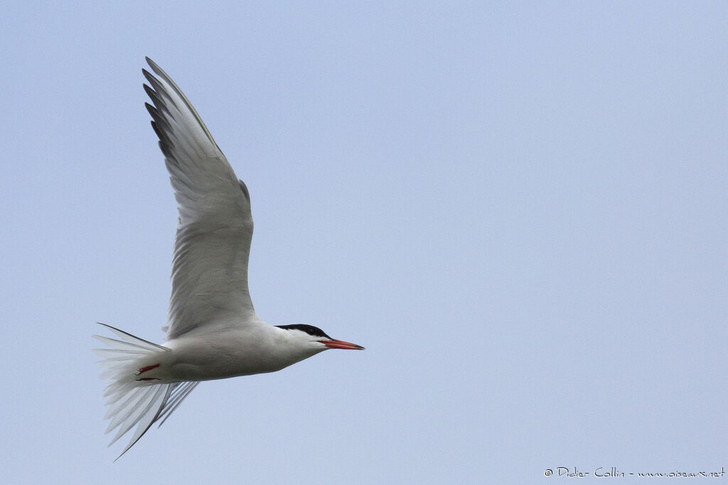 Common Ternadult, Flight