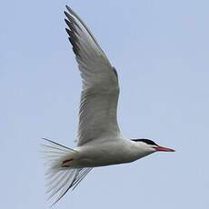 Common Tern