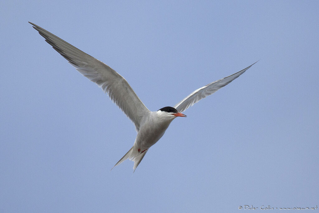 Common Ternadult, Flight