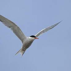 Common Tern