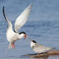 Common Tern