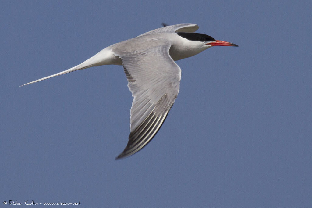 Common Ternadult, Flight